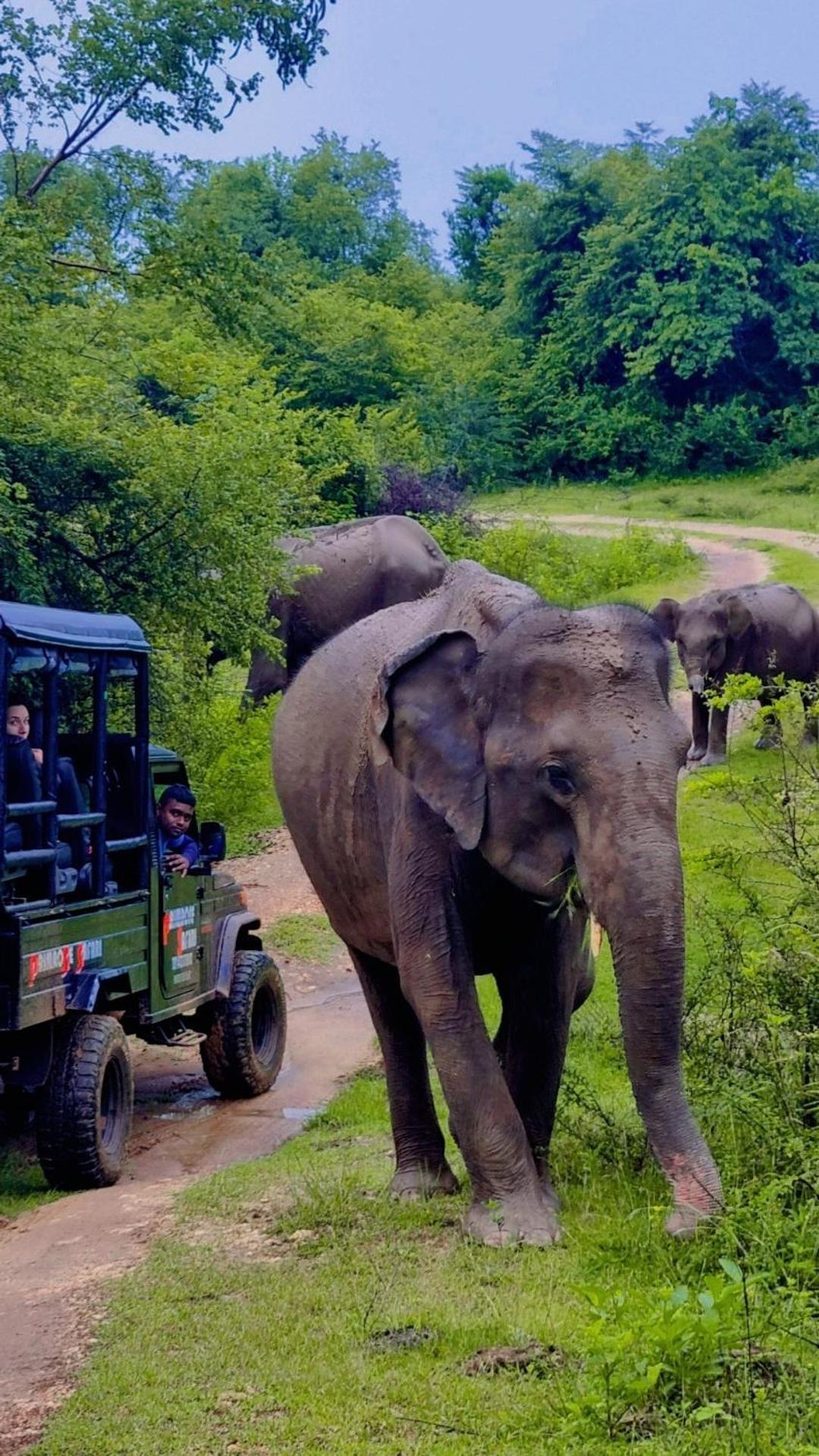 Elephant Haven Udawalawe Hotel Exterior photo