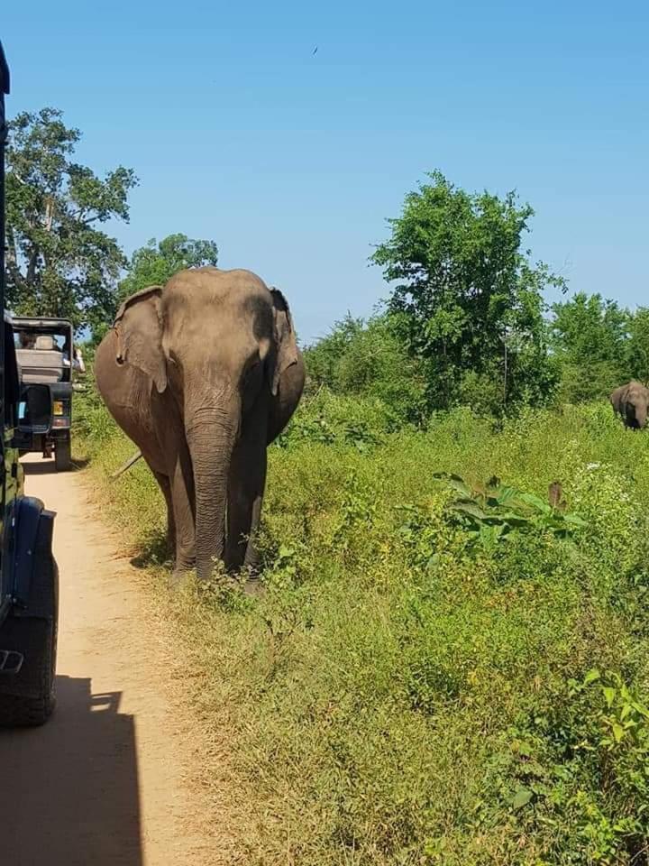 Elephant Haven Udawalawe Hotel Exterior photo